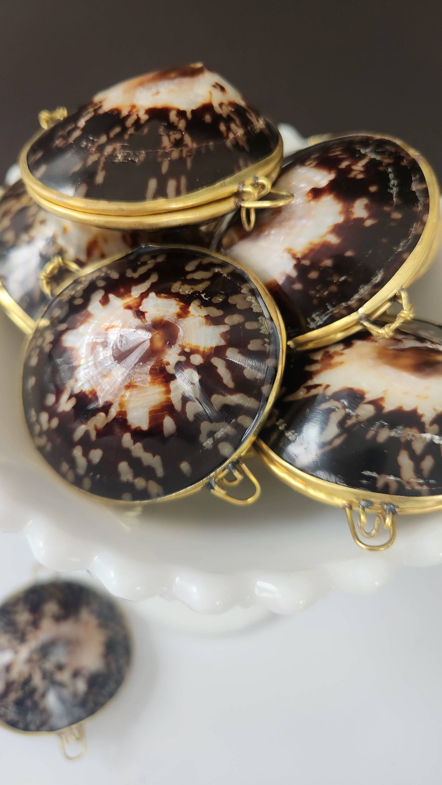 Polished Limpet Trinket Box