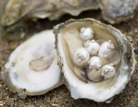 Pearl Studs with Barnacles