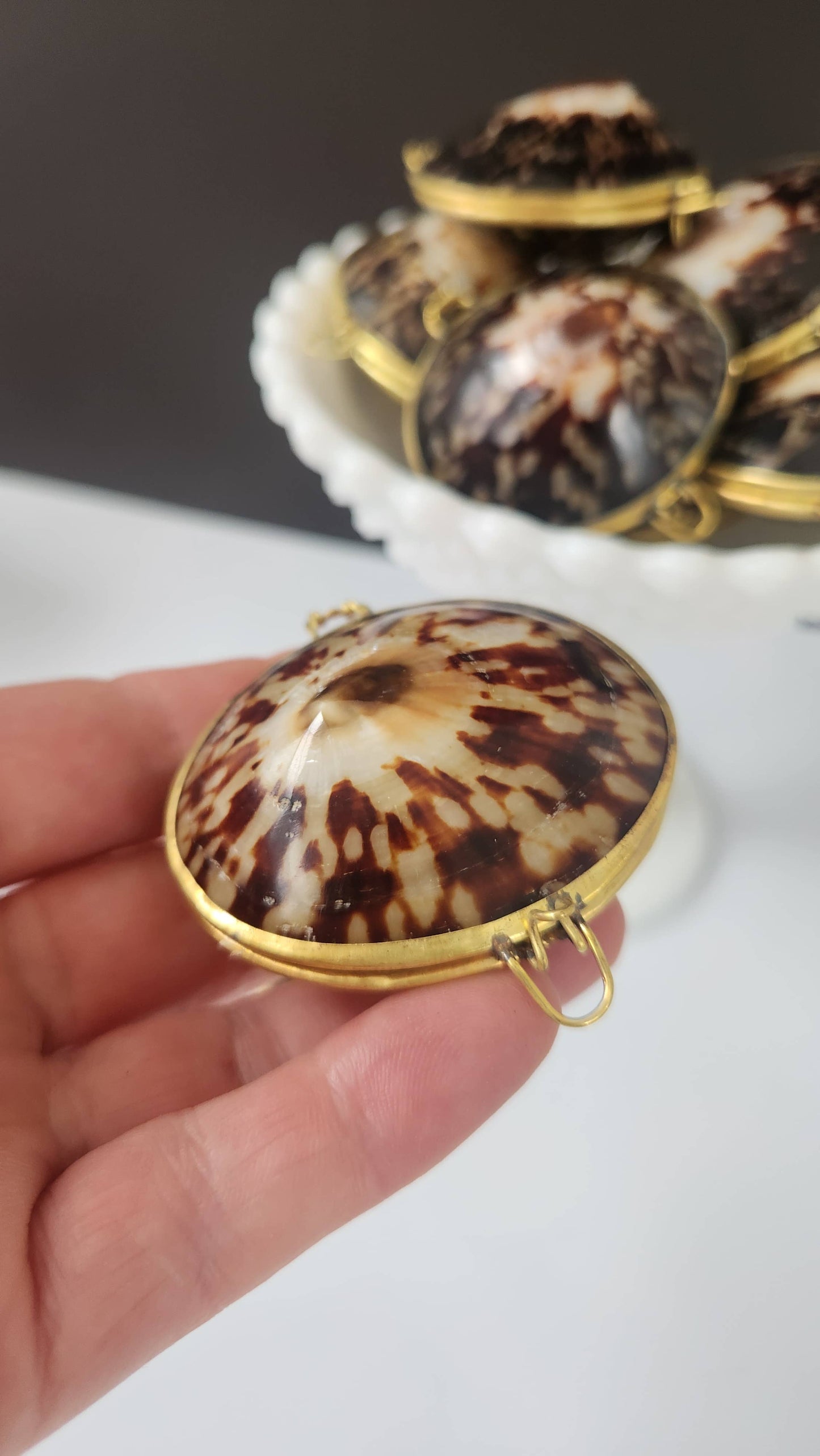 Polished Limpet Trinket Box