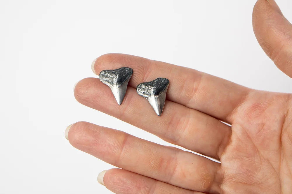 Bull Shark Studs