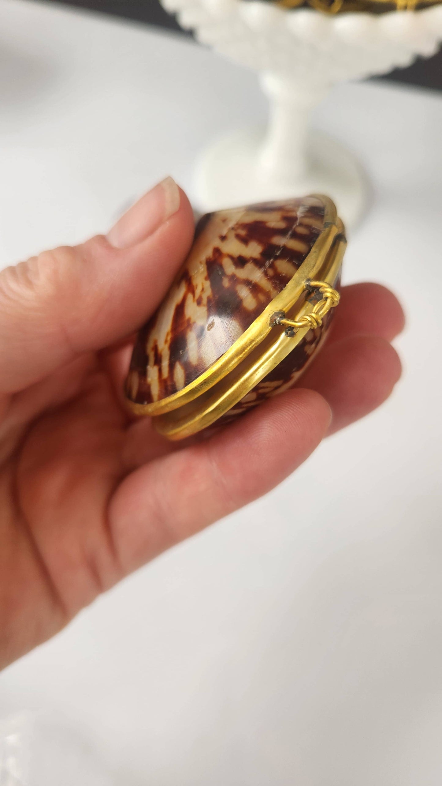 Polished Limpet Trinket Box