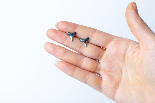 Lemon Shark Silver Studs