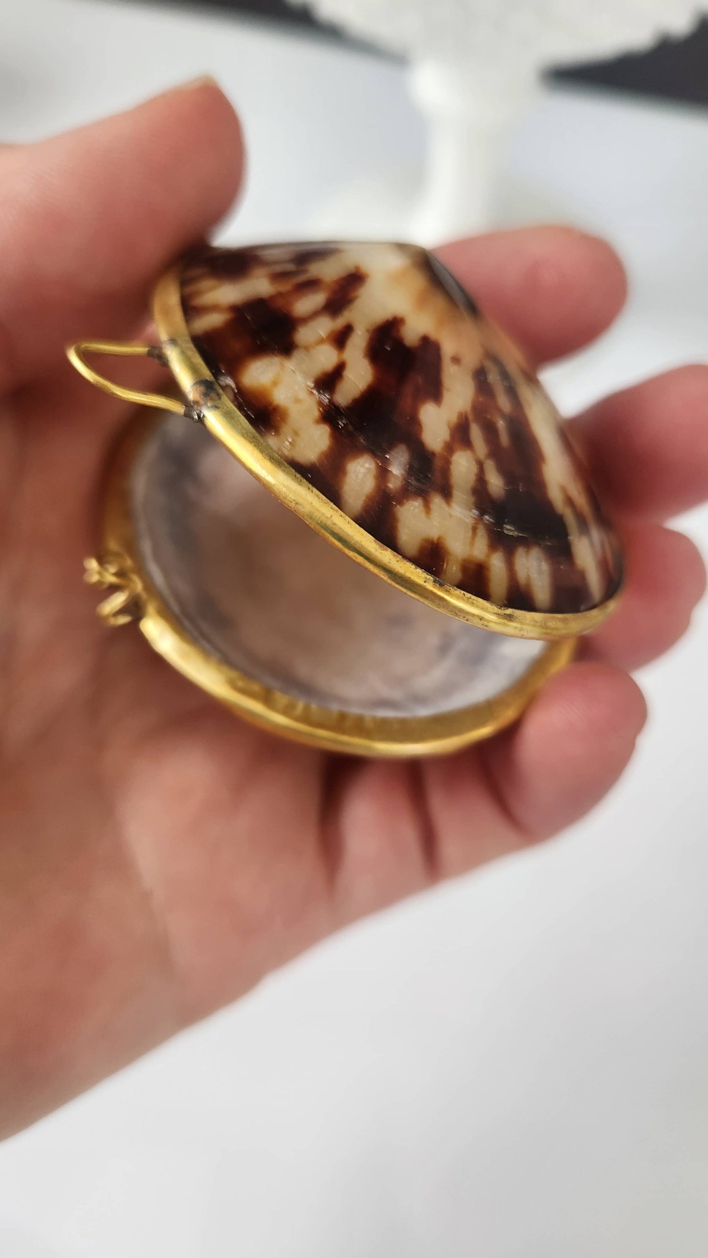 Polished Limpet Trinket Box
