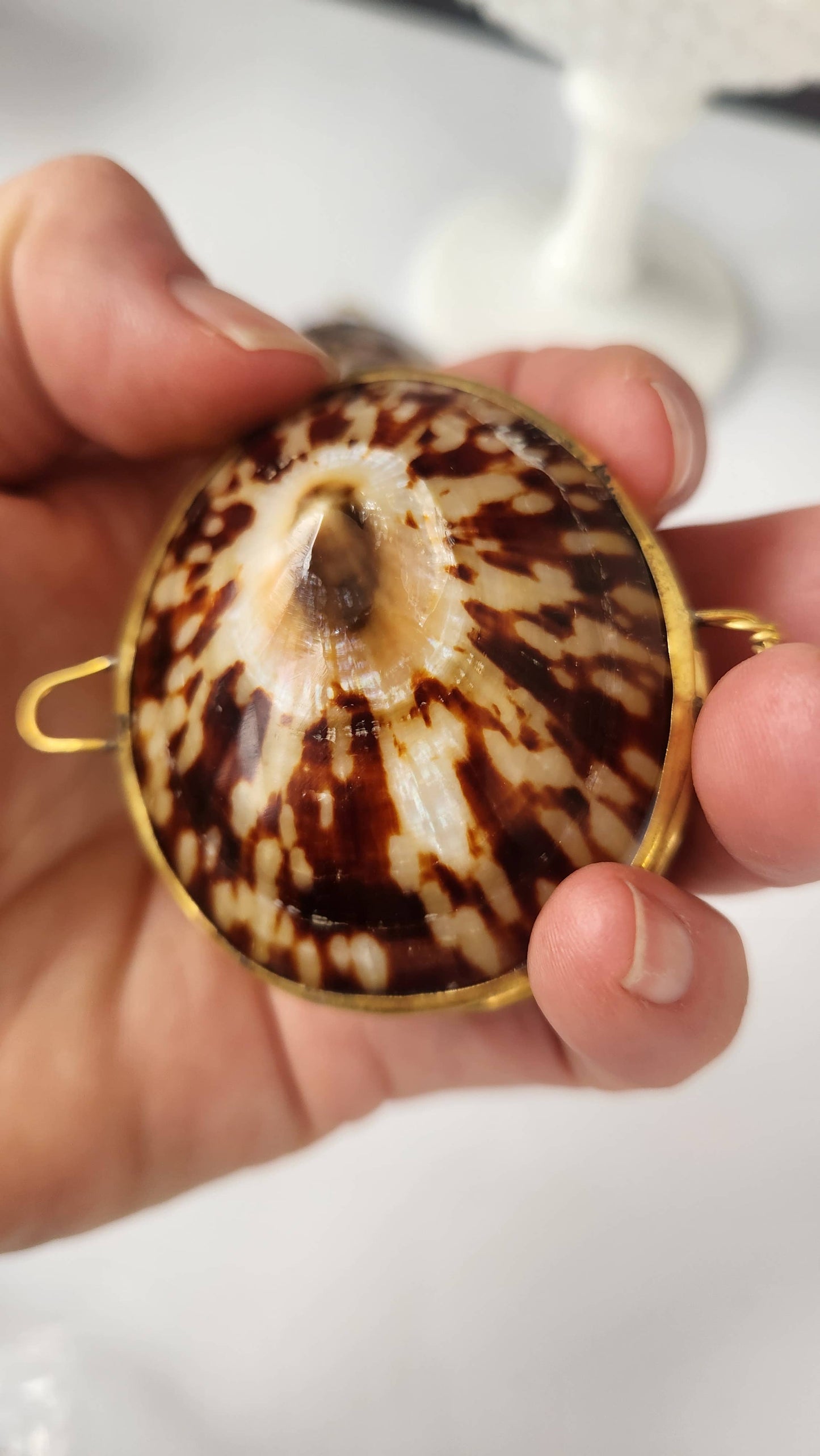 Polished Limpet Trinket Box