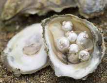 Load image into Gallery viewer, Pearl Studs with Barnacles